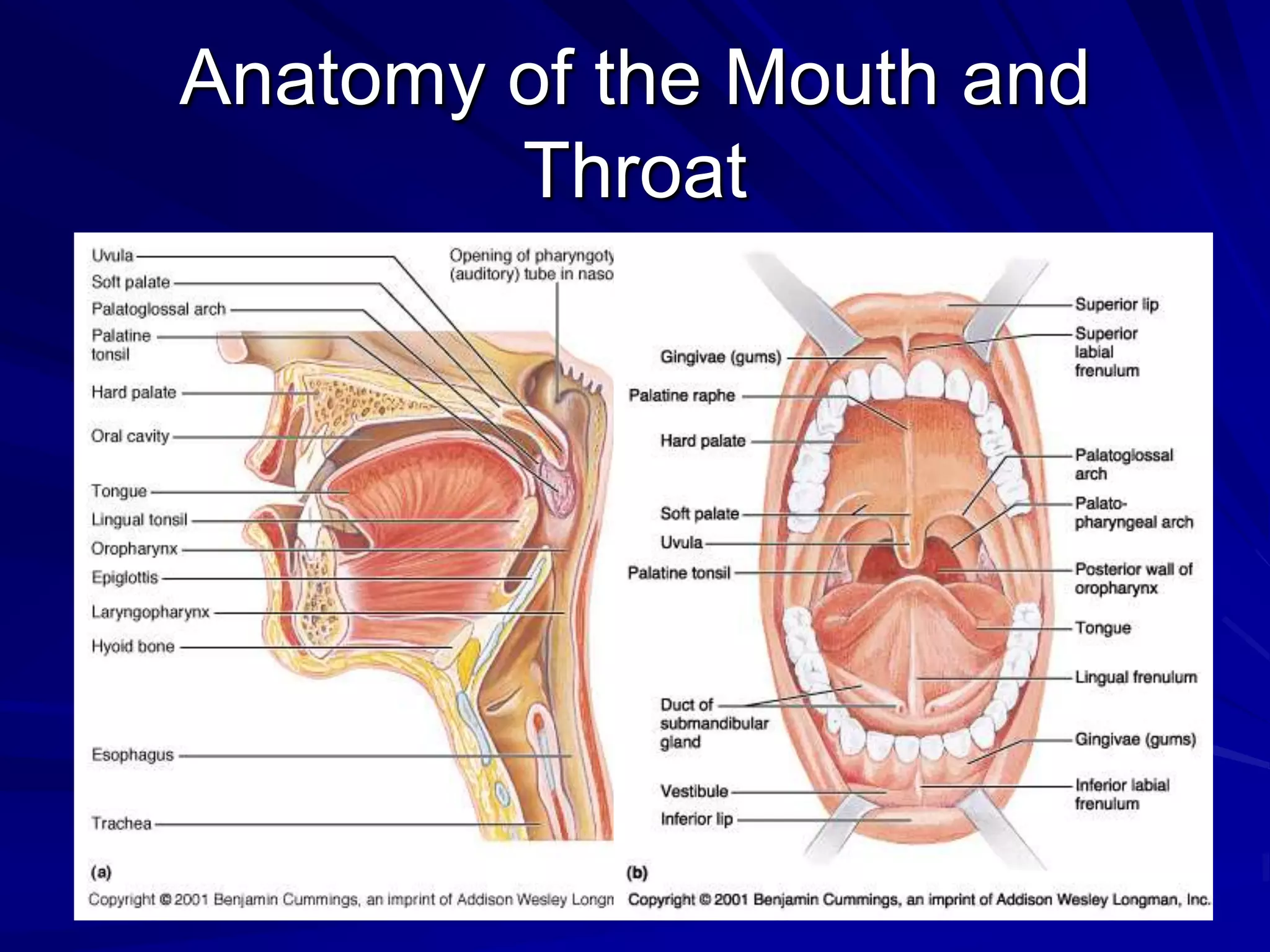 Anatomy of the Mouth and
        Throat
 