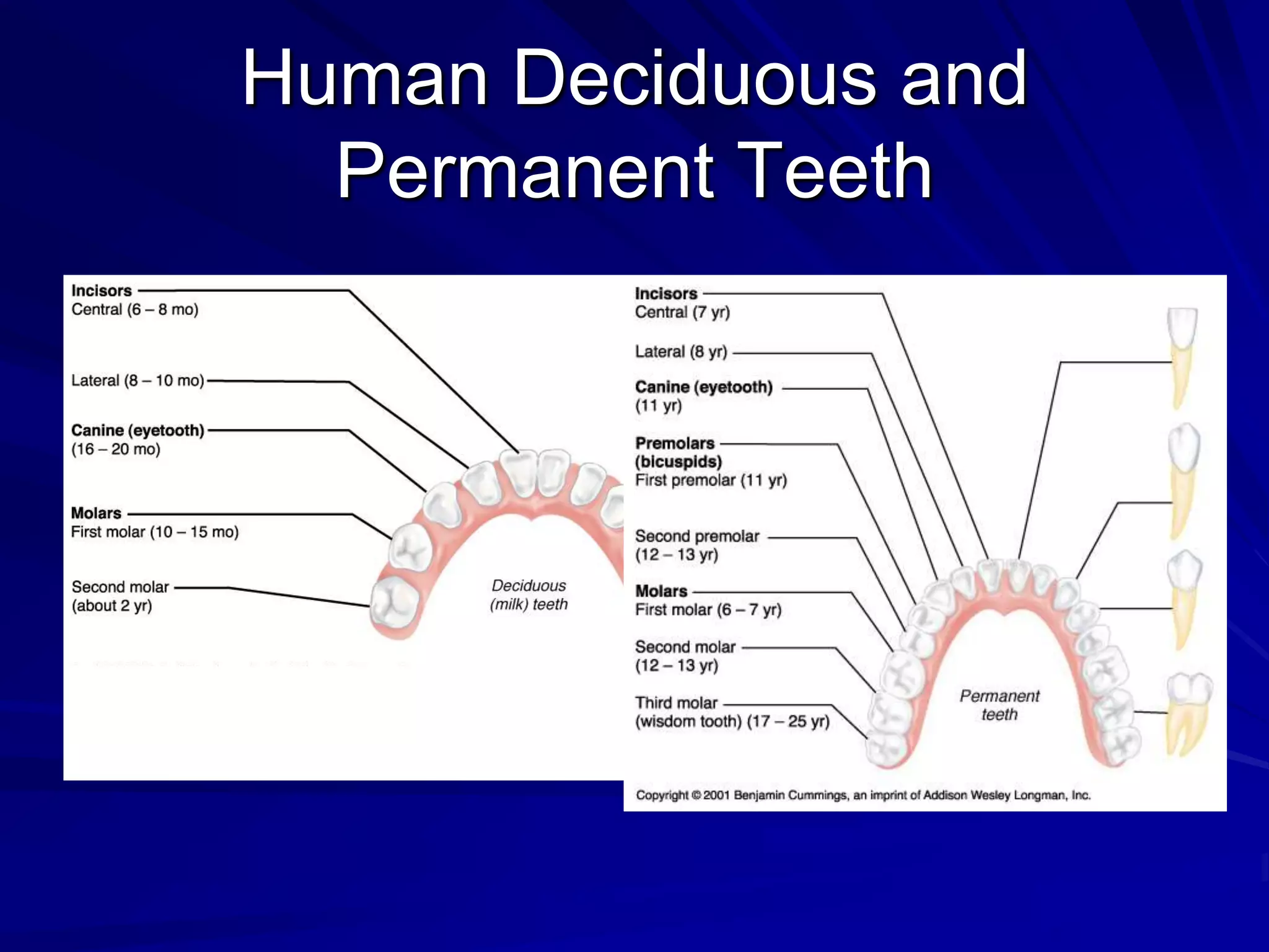 Human Deciduous and
  Permanent Teeth
 