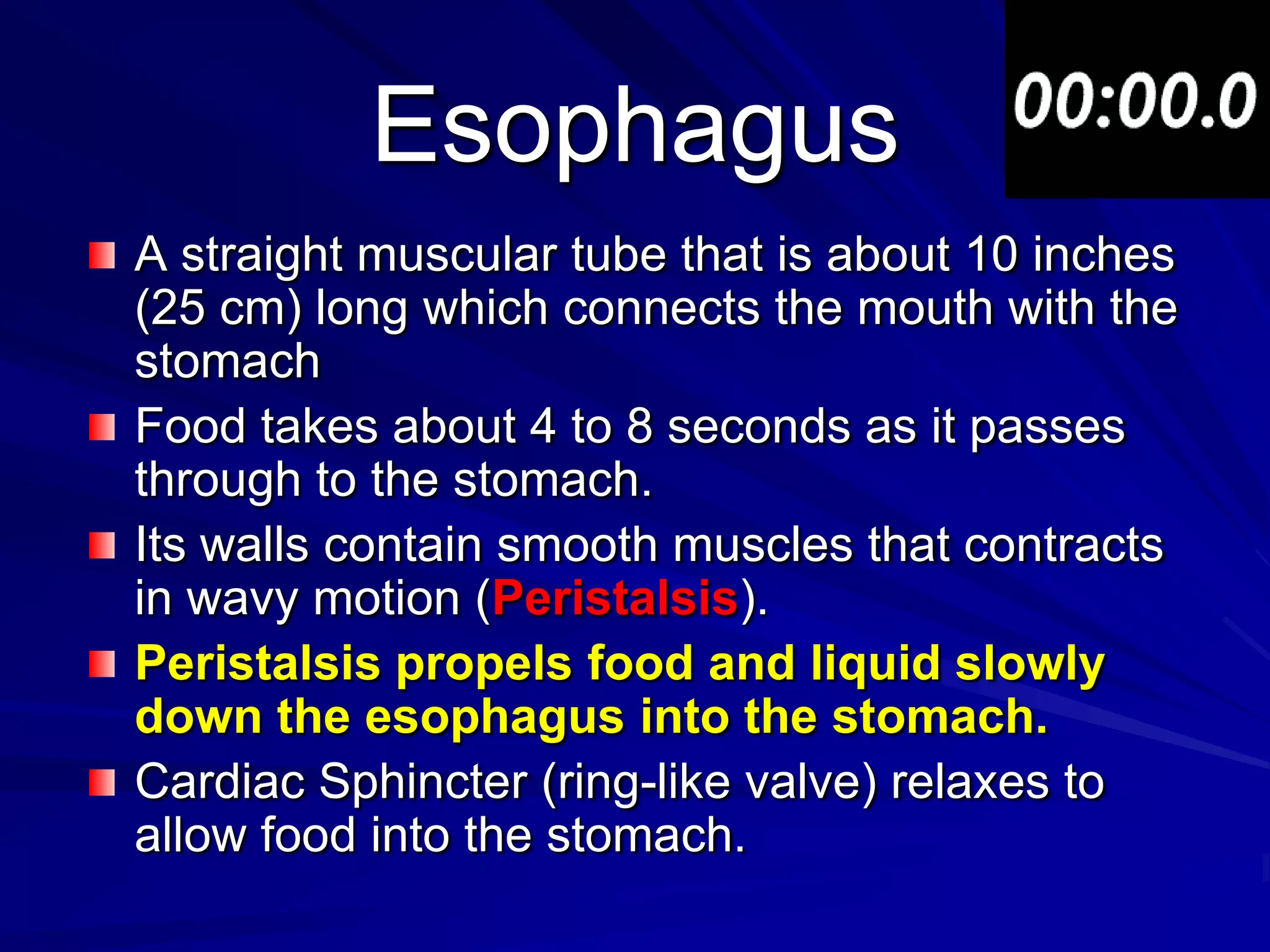 Esophagus
A straight muscular tube that is about 10 inches
(25 cm) long which connects the mouth with the
stomach
Food takes about 4 to 8 seconds as it passes
through to the stomach.
Its walls contain smooth muscles that contracts
in wavy motion (Peristalsis).
Peristalsis propels food and liquid slowly
down the esophagus into the stomach.
Cardiac Sphincter (ring-like valve) relaxes to
allow food into the stomach.
 