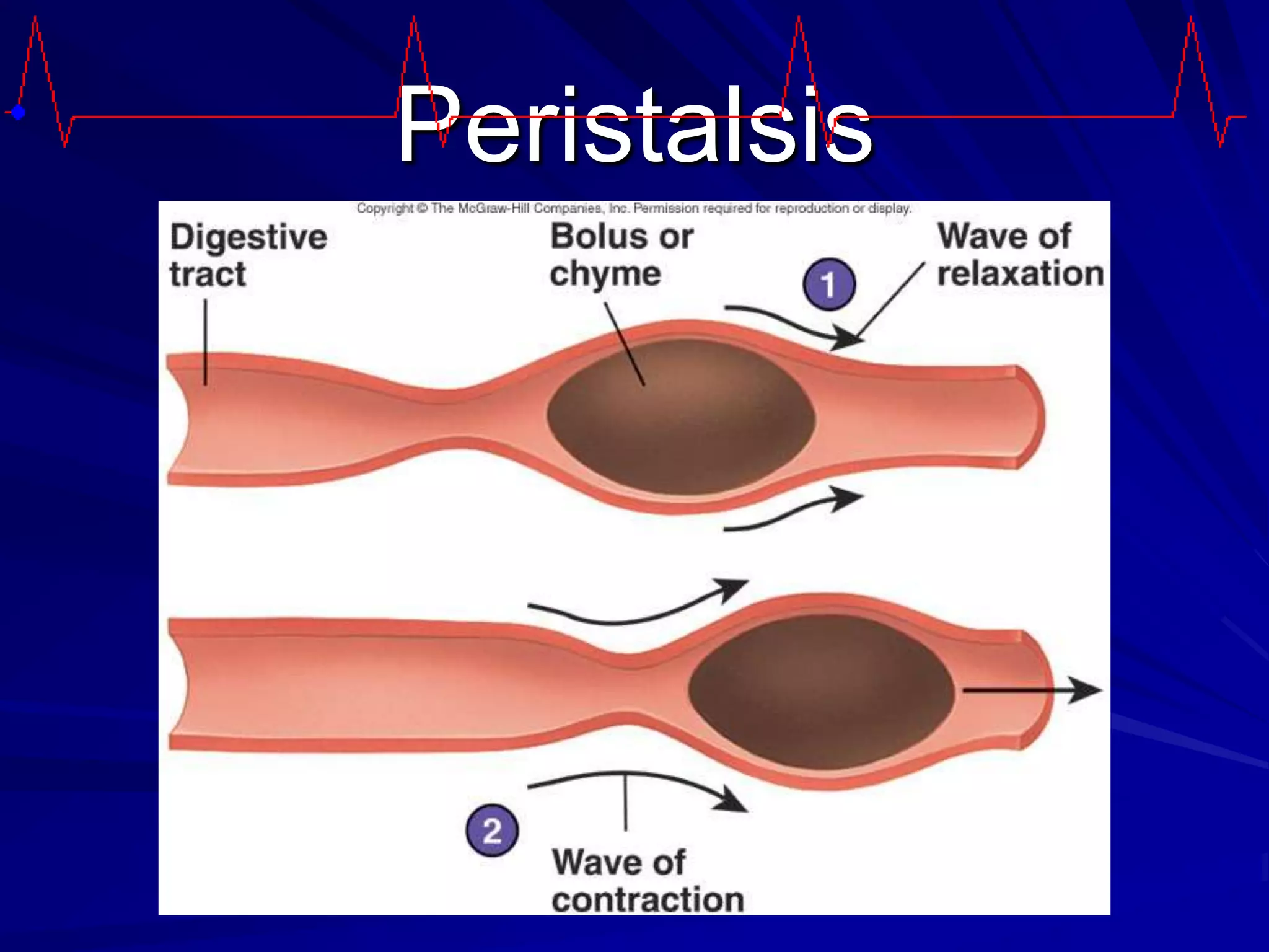 Peristalsis
 