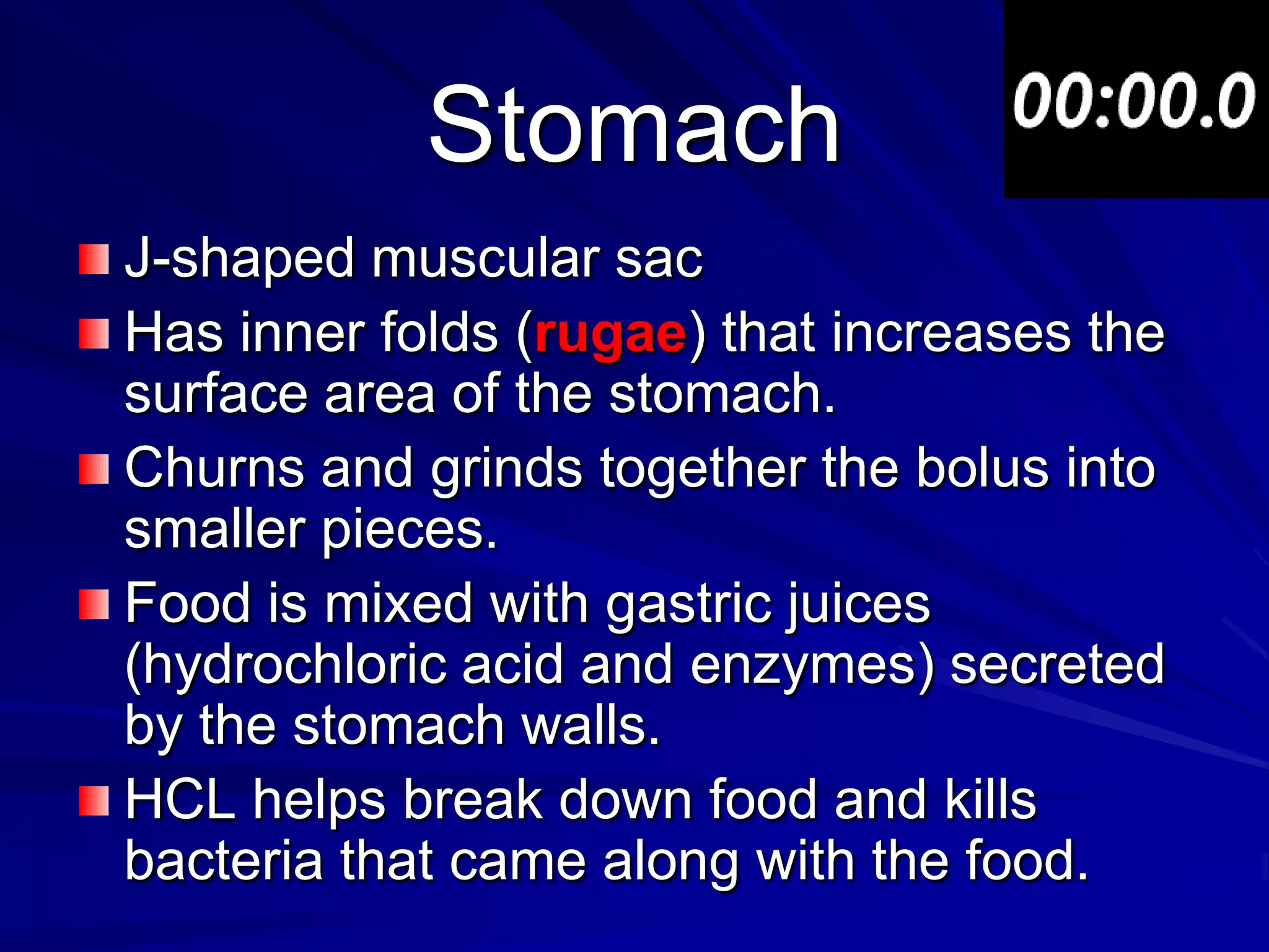 Stomach
J-shaped muscular sac
Has inner folds (rugae) that increases the
surface area of the stomach.
Churns and grinds together the bolus into
smaller pieces.
Food is mixed with gastric juices
(hydrochloric acid and enzymes) secreted
by the stomach walls.
HCL helps break down food and kills
bacteria that came along with the food.
 