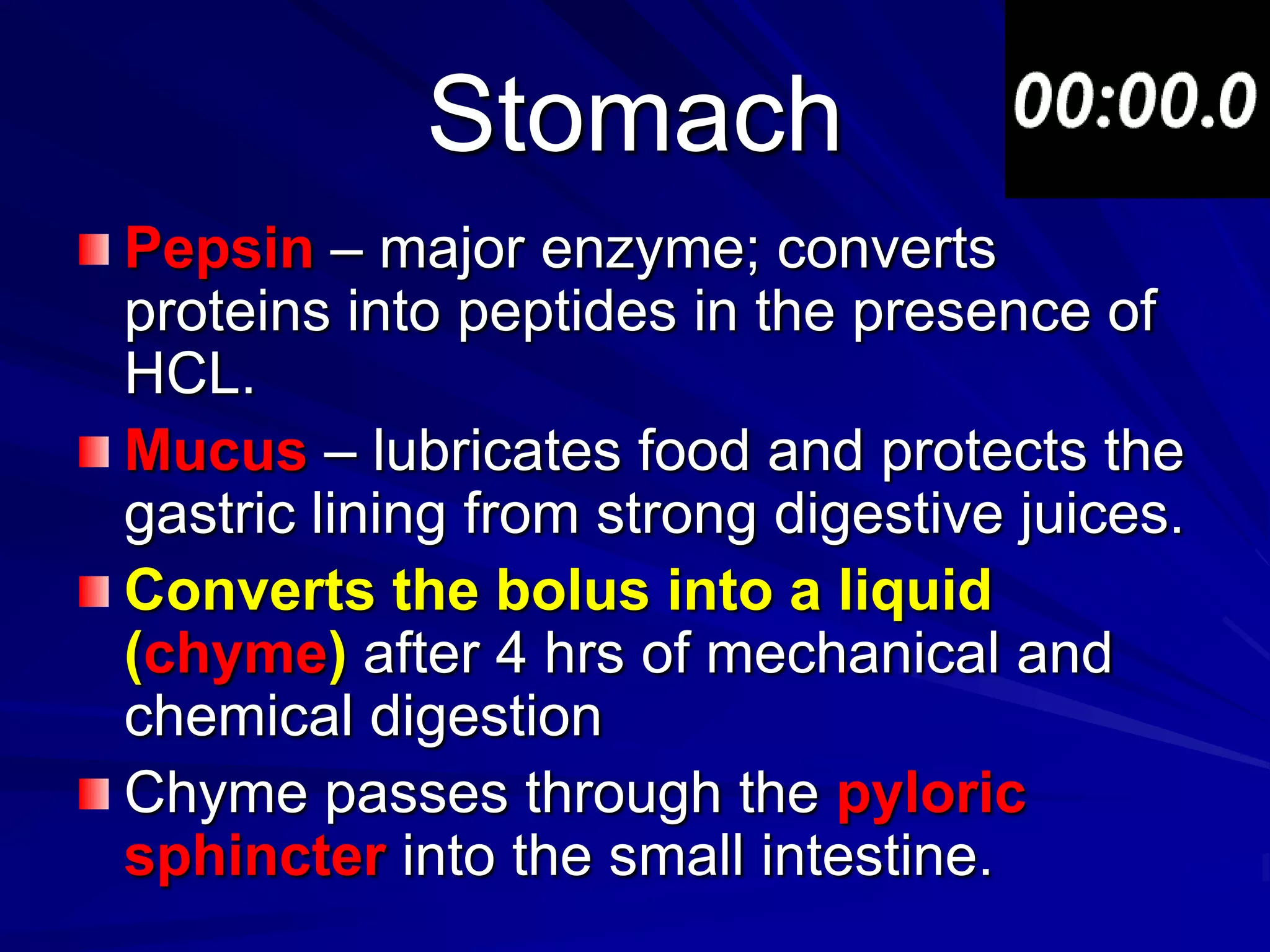Stomach
Pepsin – major enzyme; converts
proteins into peptides in the presence of
HCL.
Mucus – lubricates food and protects the
gastric lining from strong digestive juices.
Converts the bolus into a liquid
(chyme) after 4 hrs of mechanical and
chemical digestion
Chyme passes through the pyloric
sphincter into the small intestine.
 