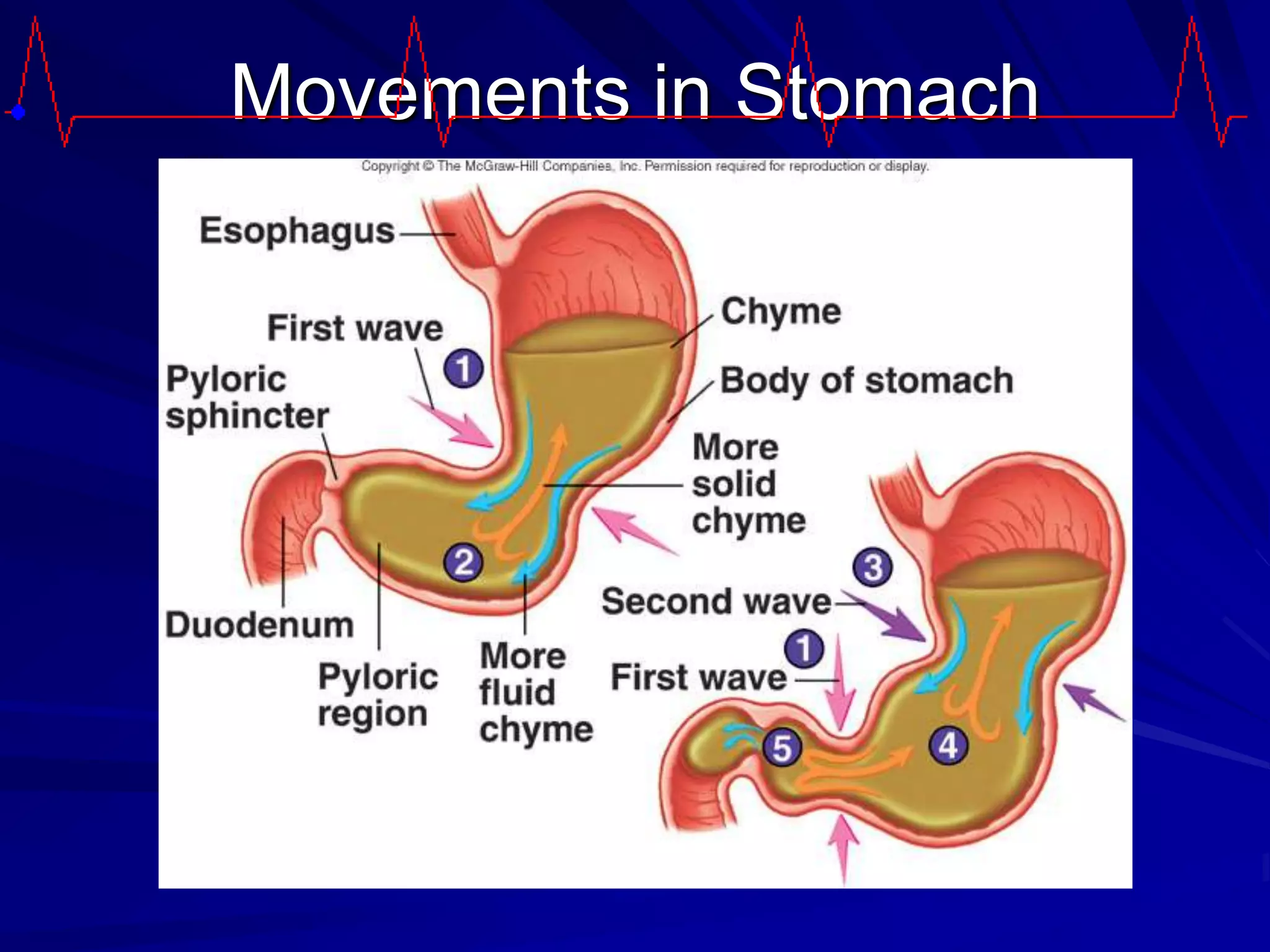 Movements in Stomach
 