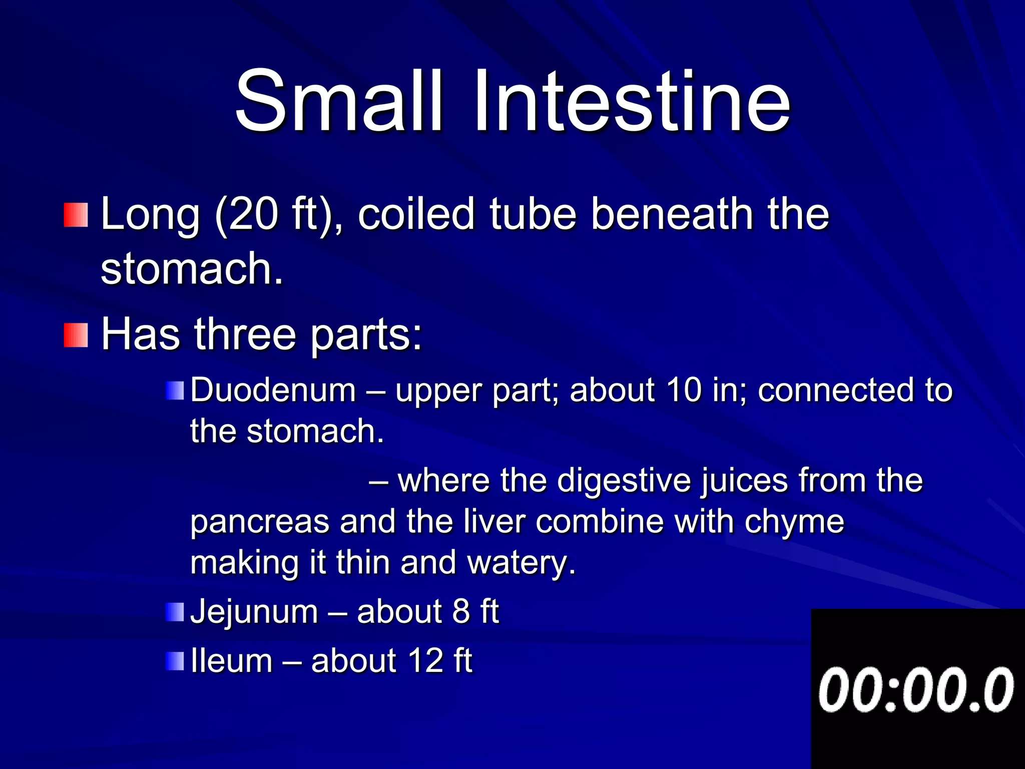 Small Intestine
Long (20 ft), coiled tube beneath the
stomach.
Has three parts:
    Duodenum – upper part; about 10 in; connected to
    the stomach.
                 – where the digestive juices from the
    pancreas and the liver combine with chyme
    making it thin and watery.
    Jejunum – about 8 ft
    Ileum – about 12 ft
 