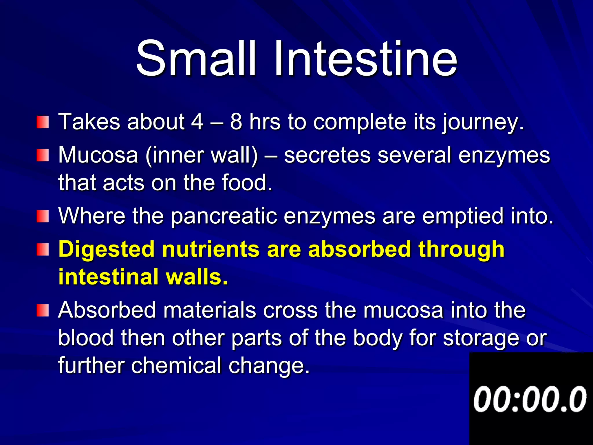Small Intestine
Takes about 4 – 8 hrs to complete its journey.
Mucosa (inner wall) – secretes several enzymes
that acts on the food.
Where the pancreatic enzymes are emptied into.
Digested nutrients are absorbed through
intestinal walls.
Absorbed materials cross the mucosa into the
blood then other parts of the body for storage or
further chemical change.
 