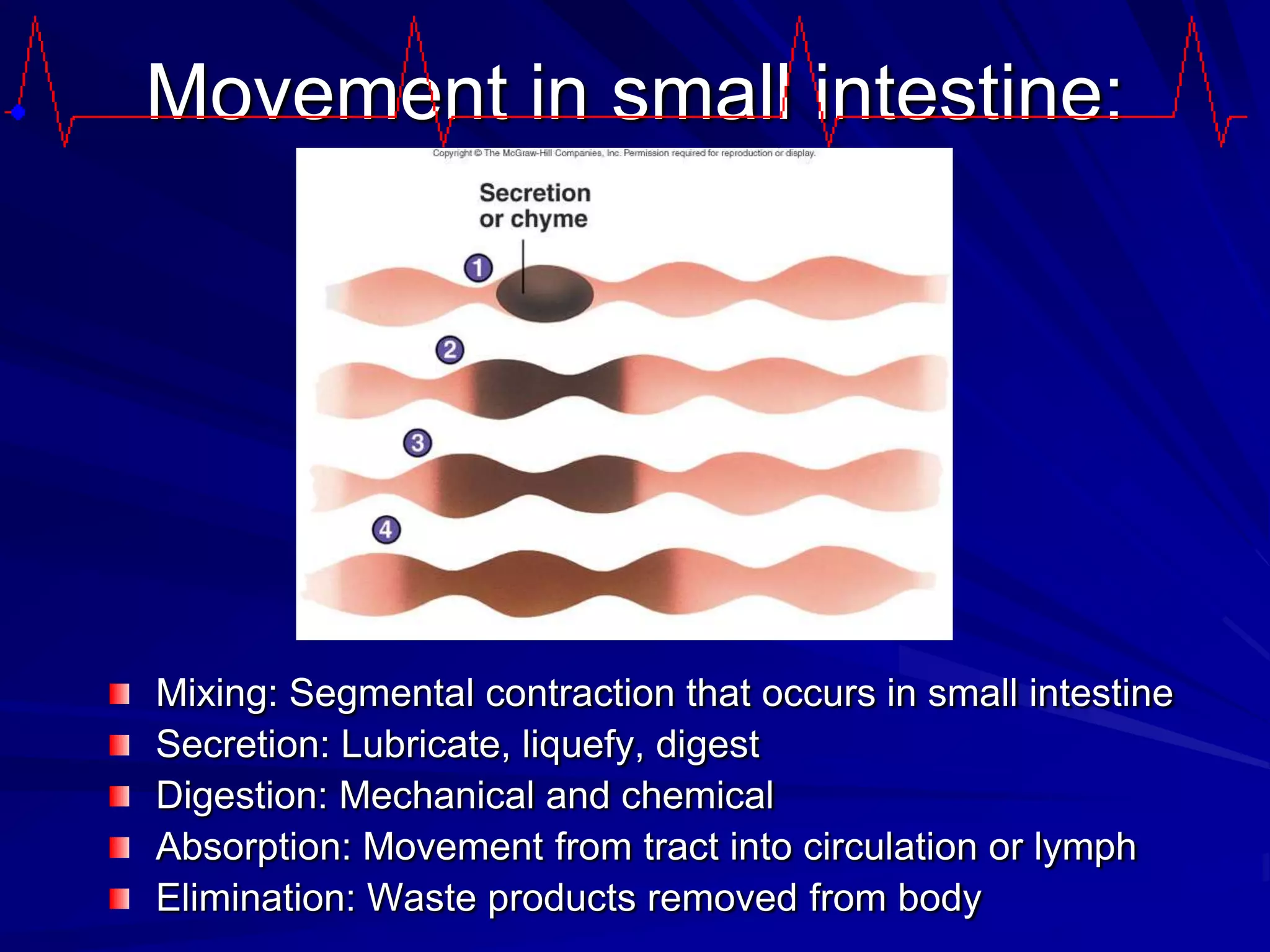 Movement in small intestine:




Mixing: Segmental contraction that occurs in small intestine
Secretion: Lubricate, liquefy, digest
Digestion: Mechanical and chemical
Absorption: Movement from tract into circulation or lymph
Elimination: Waste products removed from body
 
