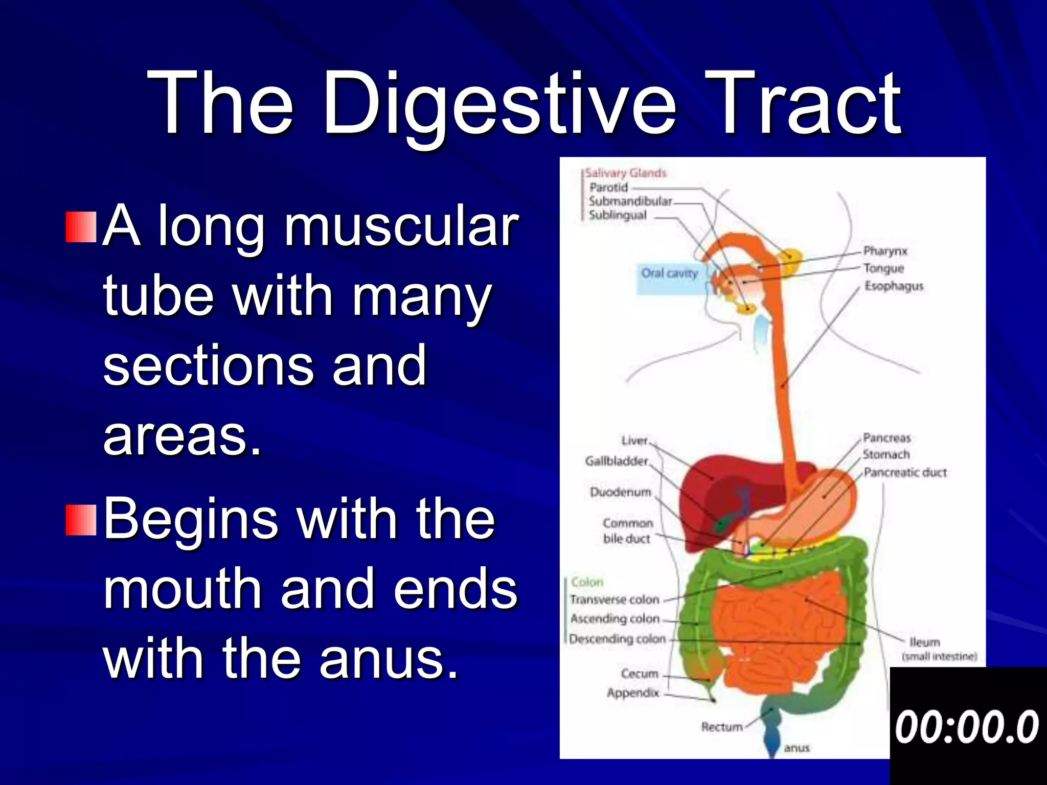 The Digestive Tract
A long muscular
tube with many
sections and
areas.
Begins with the
mouth and ends
with the anus.
 