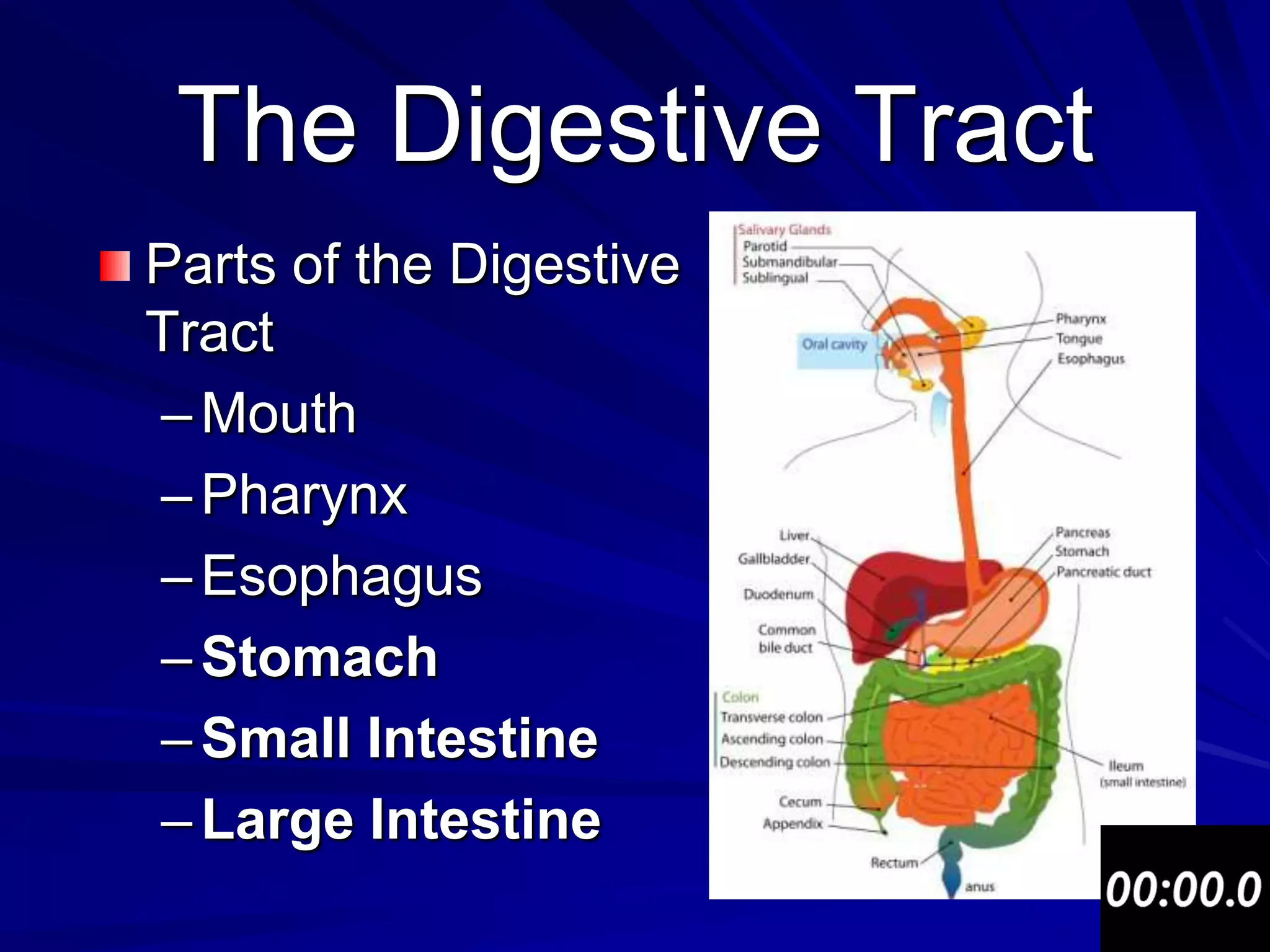 The Digestive Tract
Parts of the Digestive
Tract
– Mouth
– Pharynx
– Esophagus
– Stomach
– Small Intestine
– Large Intestine
 