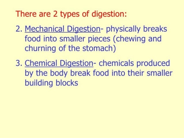 Digestive system