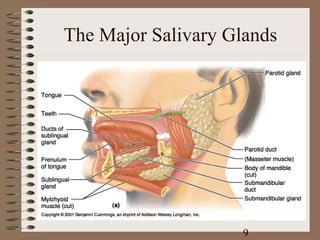 The Major Salivary Glands




                     9
 