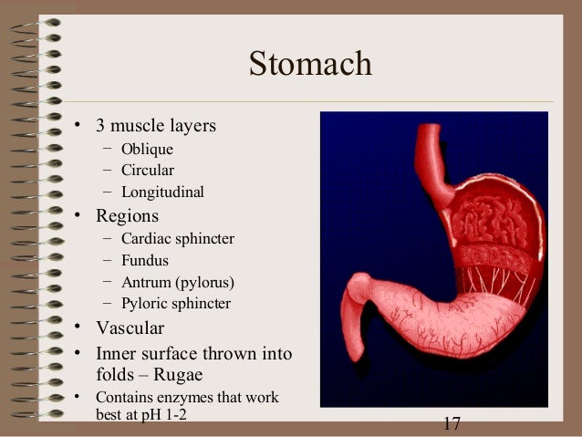 Digestive system