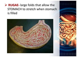 Digestive system | PPTX