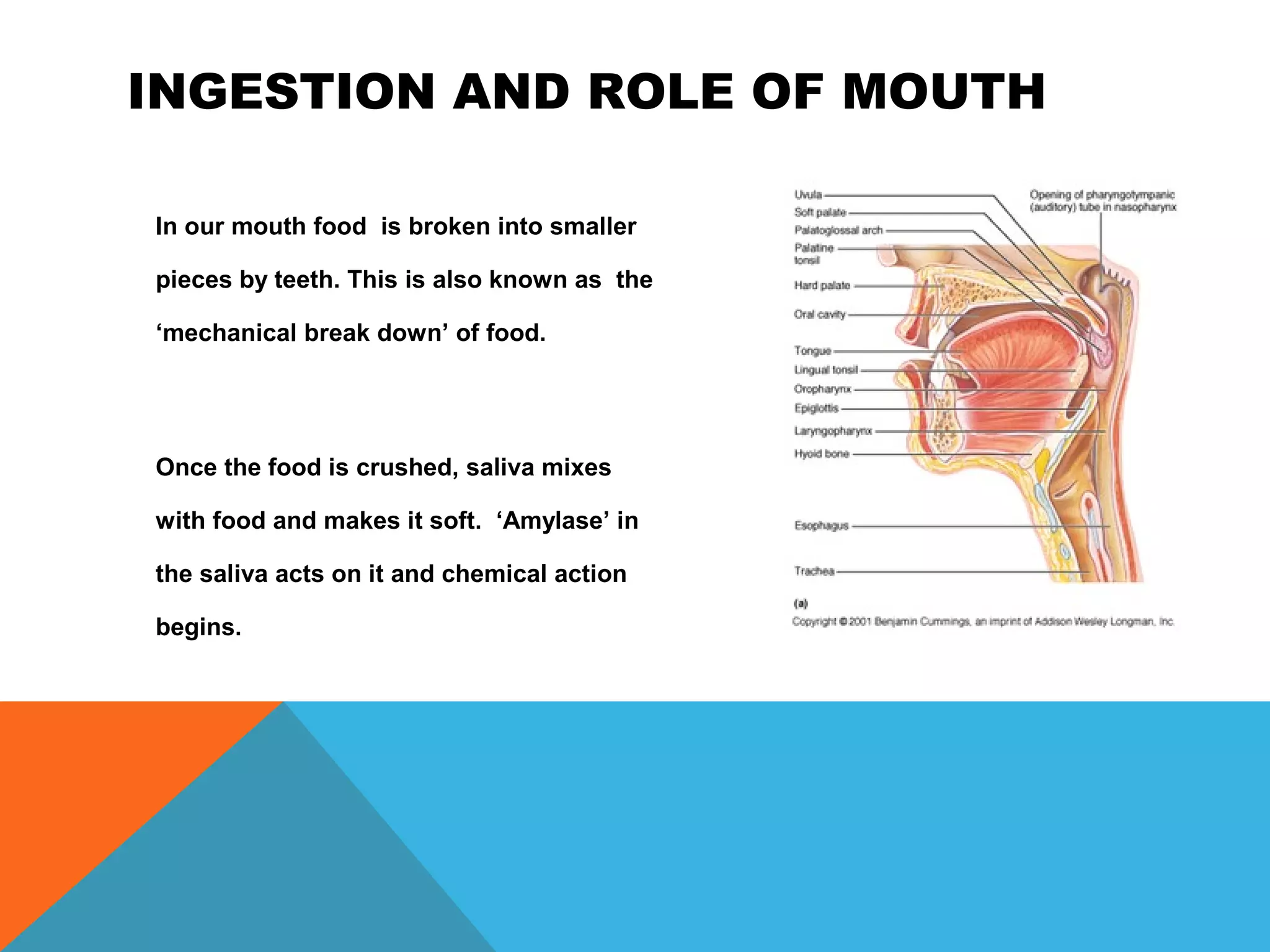 INGESTION AND ROLE OF MOUTH

In our mouth food is broken into smaller

pieces by teeth. This is also known as the

‘mechanical break down’ of food.




Once the food is crushed, saliva mixes

with food and makes it soft. ‘Amylase’ in

the saliva acts on it and chemical action

begins.
 