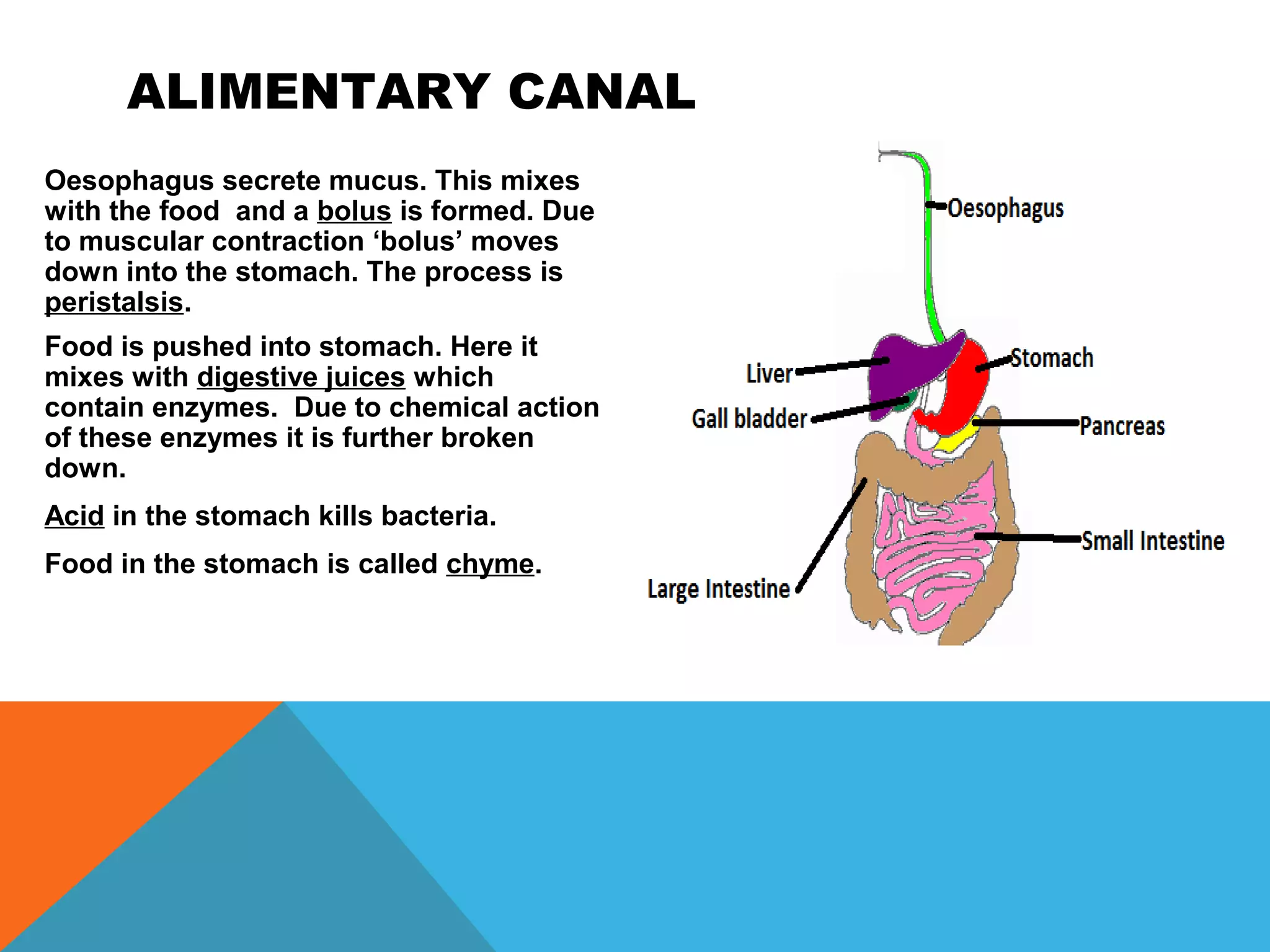 ALIMENTARY CANAL
Oesophagus secrete mucus. This mixes
with the food and a bolus is formed. Due
to muscular contraction ‘bolus’ moves
down into the stomach. The process is
peristalsis.
Food is pushed into stomach. Here it
mixes with digestive juices which
contain enzymes. Due to chemical action
of these enzymes it is further broken
down.
Acid in the stomach kills bacteria.
Food in the stomach is called chyme.
 