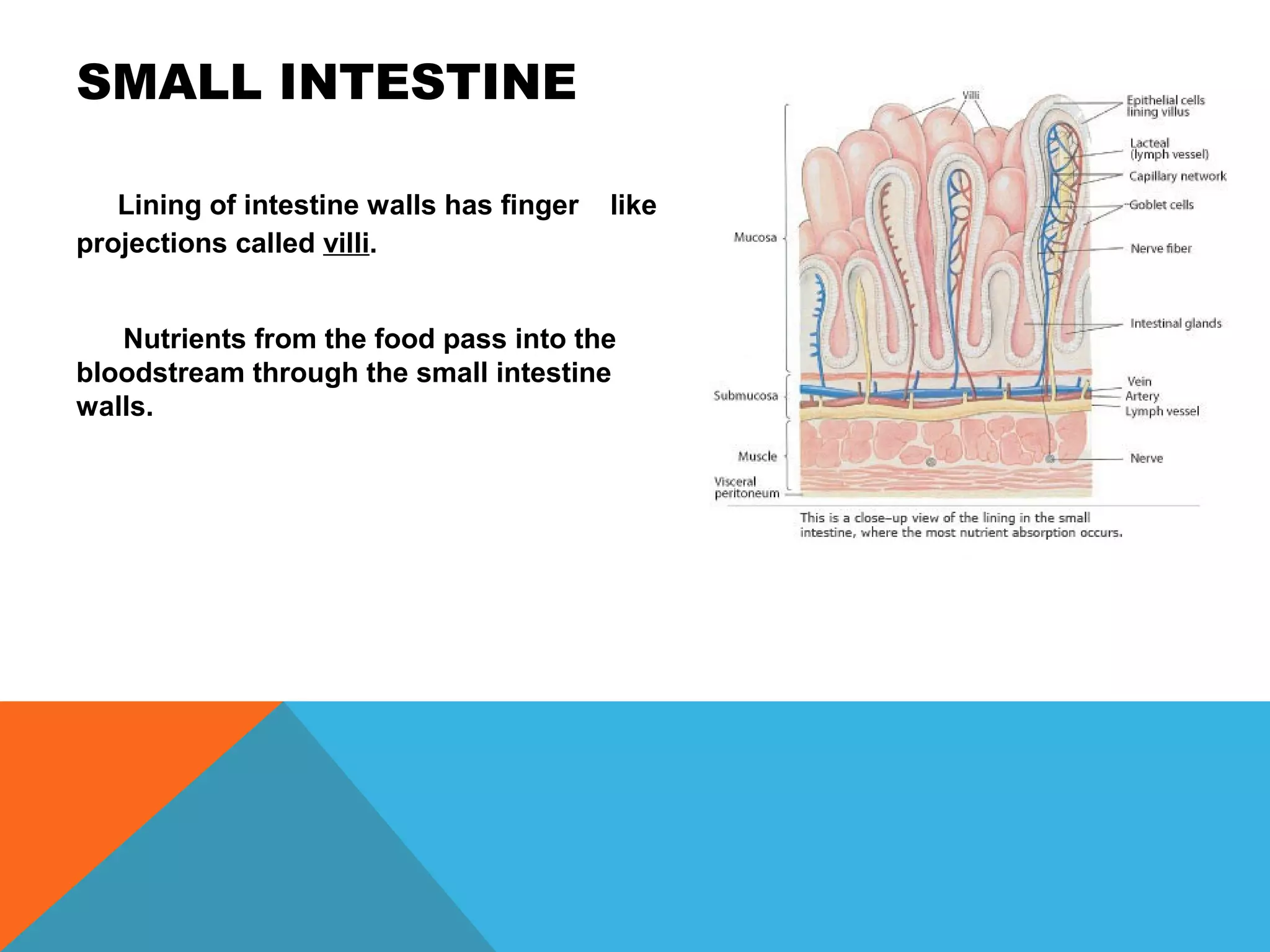 SMALL INTESTINE

   Lining of intestine walls has finger   like
projections called villi.


   Nutrients from the food pass into the
bloodstream through the small intestine
walls.
 