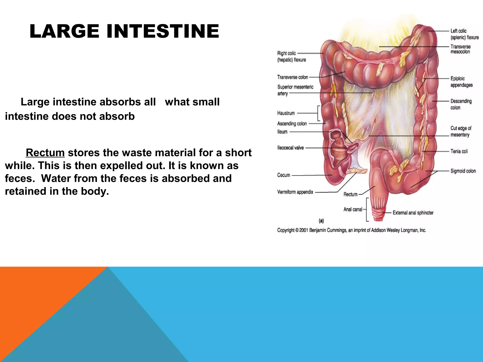 LARGE INTESTINE


   Large intestine absorbs all what small
intestine does not absorb


    Rectum stores the waste material for a short
while. This is then expelled out. It is known as
feces. Water from the feces is absorbed and
retained in the body.
 