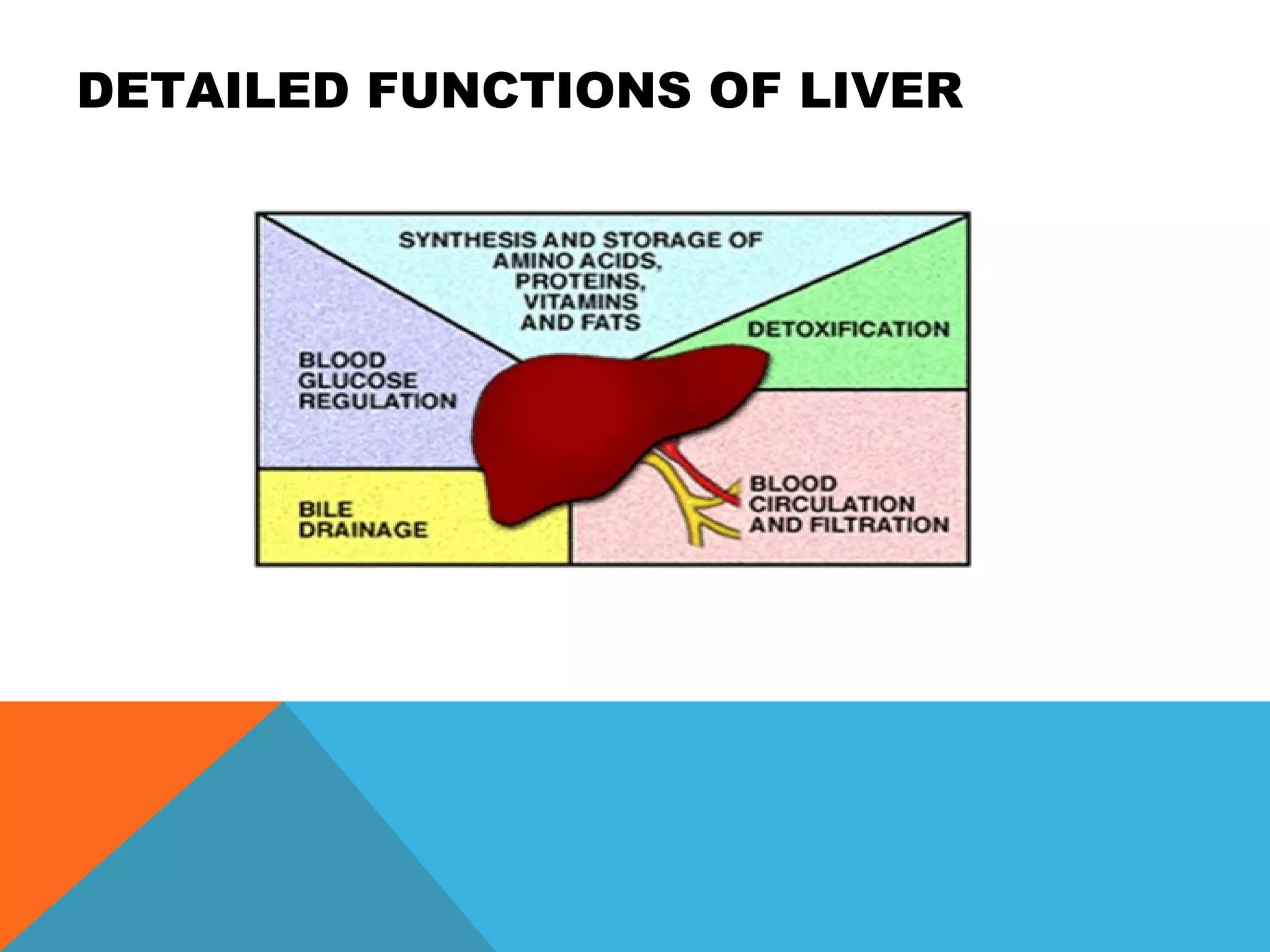 DETAILED FUNCTIONS OF LIVER
 