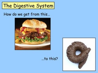 The Digestive System
How do we get from this…
…to this?
 