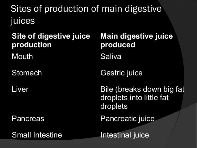 Digestive system