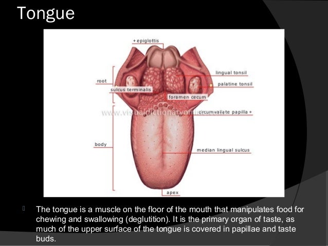 much how fluid bolus Digestive system much how fluid bolus Digestive system