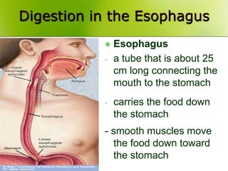 Digestion in the Esophagus
 Esophagus
- a tube that is about 25
cm long connecting the
mouth to the stomach
- carries the food down
the stomach
- smooth muscles move
the food down toward
the stomach
 