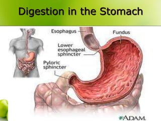 Digestion in the Stomach
 