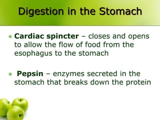 Digestion in the Stomach
 Cardiac spincter – closes and opens
to allow the flow of food from the
esophagus to the stomach
 Pepsin – enzymes secreted in the
stomach that breaks down the protein
 