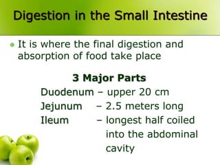 Digestion in the Small Intestine
 It is where the final digestion and
absorption of food take place
3 Major Parts
Duodenum – upper 20 cm
Jejunum – 2.5 meters long
Ileum – longest half coiled
into the abdominal
cavity
 