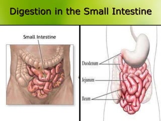Digestion in the Small Intestine
 