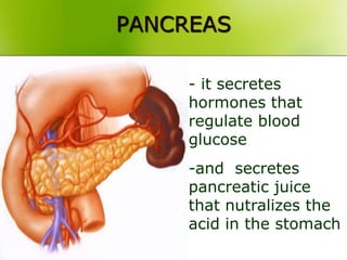 PANCREAS
- it secretes
hormones that
regulate blood
glucose
-and secretes
pancreatic juice
that nutralizes the
acid in the stomach
 