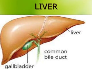 LIVER
 