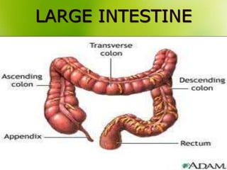 LARGE INTESTINE
 