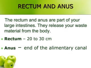 RECTUM AND ANUS
The rectum and anus are part of your
large intestines. They release your waste
material from the body.
 Rectum – 20 to 30 cm
 Anus – end of the alimentary canal
 