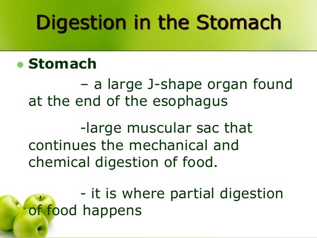 Muscular Organ That Carries Food Bolus To Stomach Muscular Organ That Carries Food Bolus To Stomach