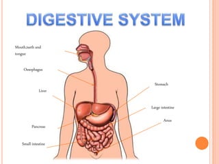 Mouth,teeth and
tongue
Oesophagus
Liver
Pancreas
Small intestine
Stomach
Anus
Large intestine