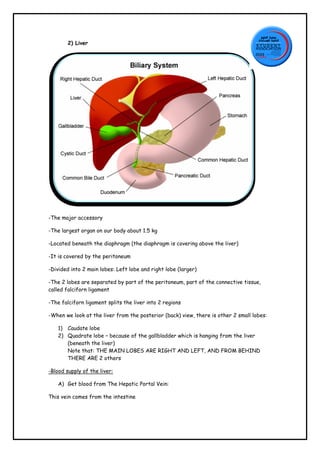 2) Liver

-The major accessory
-The largest organ on our body about 1.5 kg
-Located beneath the diaphragm (the diaphragm is covering above the liver)
-It is covered by the peritoneum
-Divided into 2 main lobes: Left lobe and right lobe (larger)
-The 2 lobes are separated by part of the peritoneum, part of the connective tissue,
called falciforn ligament
-The falciforn ligament splits the liver into 2 regions
-When we look at the liver from the posterior (back) view, there is other 2 small lobes:
1) Caudate lobe
2) Quadrate lobe – because of the gallbladder which is hanging from the liver
(beneath the liver)
Note that: THE MAIN LOBES ARE RIGHT AND LEFT, AND FROM BEHIND
THERE ARE 2 others
-Blood supply of the liver:
A) Get blood from The Hepatic Portal Vein:
This vein comes from the intestine

 