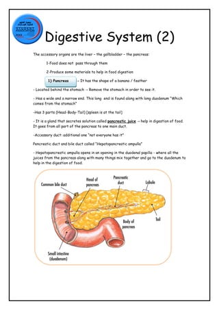 Digestive System (2)
The accessory organs are the liver – the gallbladder – the pancreas:
1-Food does not pass through them
2-Produce some materials to help in food digestion
1) Pancreas

→ It has the shape of a banana / feather

- Located behind the stomach → Remove the stomach in order to see it.
- Has a wide and a narrow end. This long end is found along with long duodenum “Which
comes from the stomach”
-Has 3 parts (Head-Body-Tail) [spleen is at the tail]
- It is a gland that secretes solution called pancreatic juice → help in digestion of food.
It goes from all part of the pancreas to one main duct.
-Accessory duct: additional one “not everyone has it”
Pencreatic duct and bile duct called “Hepatopancreatic ampulla”
- Hepatopancreatic ampulla opens in an opening in the duodenal papilla - where all the
juices from the pancreas along with many things mix together and go to the duodenum to
help in the digestion of food.

 
