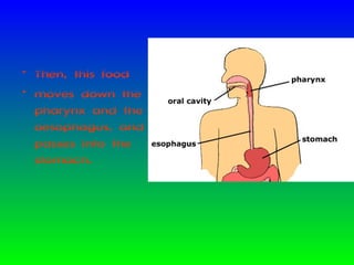 • Then, this food
• moves down the
pharynx and the
oesophagus, and
passes into the
stomach.

 