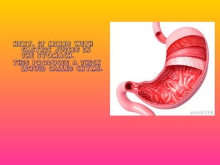 NEXT, it mixes with
gastric juices in
the stomach.
This produces a thick
liquid called chyme.

 