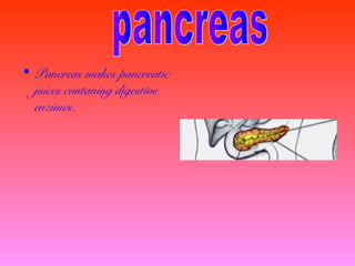 • Pancreas makes pancreatic
juices contaning digestive
enzimes.

 