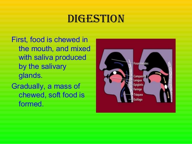 Digestive system