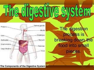 The digestion
process is
breaking down the
food into small
pieces.

 