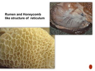 Digestive system | PPTX