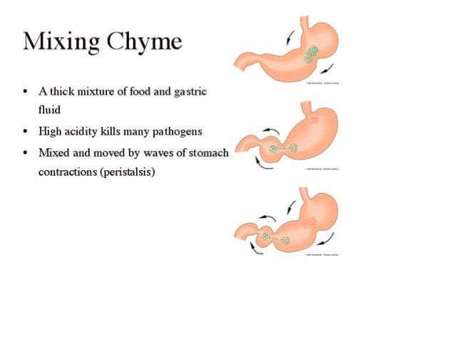 does the large intestine absorb water does the large intestine absorb water