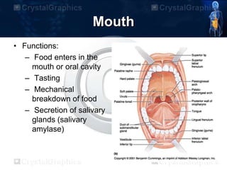 Mouth
• Functions:
– Food enters in the
mouth or oral cavity
– Tasting
– Mechanical
breakdown of food
– Secretion of salivary
glands (salivary
amylase)
 