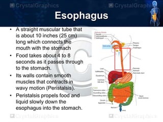 Esophagus
• A straight muscular tube that
is about 10 inches (25 cm)
long which connects the
mouth with the stomach
• Food takes about 4 to 8
seconds as it passes through
to the stomach.
• Its walls contain smooth
muscles that contracts in
wavy motion (Peristalsis).
• Peristalsis propels food and
liquid slowly down the
esophagus into the stomach.
 