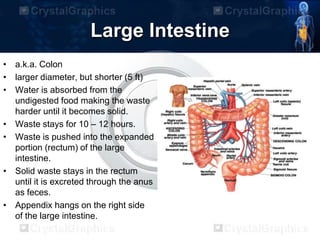 Large Intestine
• a.k.a. Colon
• larger diameter, but shorter (5 ft)
• Water is absorbed from the
undigested food making the waste
harder until it becomes solid.
• Waste stays for 10 – 12 hours.
• Waste is pushed into the expanded
portion (rectum) of the large
intestine.
• Solid waste stays in the rectum
until it is excreted through the anus
as feces.
• Appendix hangs on the right side
of the large intestine.
 