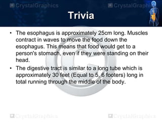 Trivia
• The esophagus is approximately 25cm long. Muscles
contract in waves to move the food down the
esophagus. This means that food would get to a
person's stomach, even if they were standing on their
head.
• The digestive tract is similar to a long tube which is
approximately 30 feet (Equal to 5, 6 footers) long in
total running through the middle of the body.
 