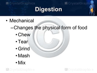 Digestion
• Mechanical
–Changes the physical form of food
•Chew
•Tear
•Grind
•Mash
•Mix
 