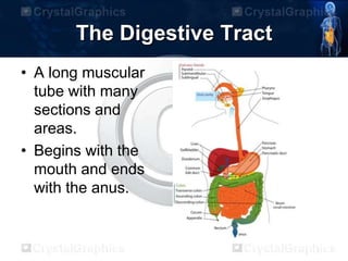 The Digestive Tract
• A long muscular
tube with many
sections and
areas.
• Begins with the
mouth and ends
with the anus.
 